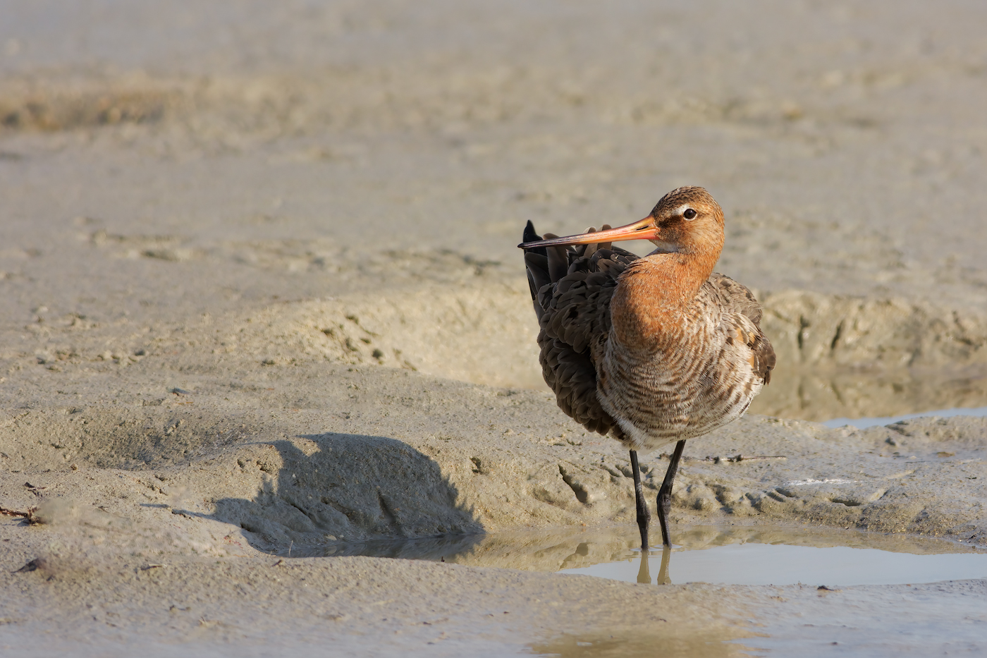Pittima reale (Limosa limosa)