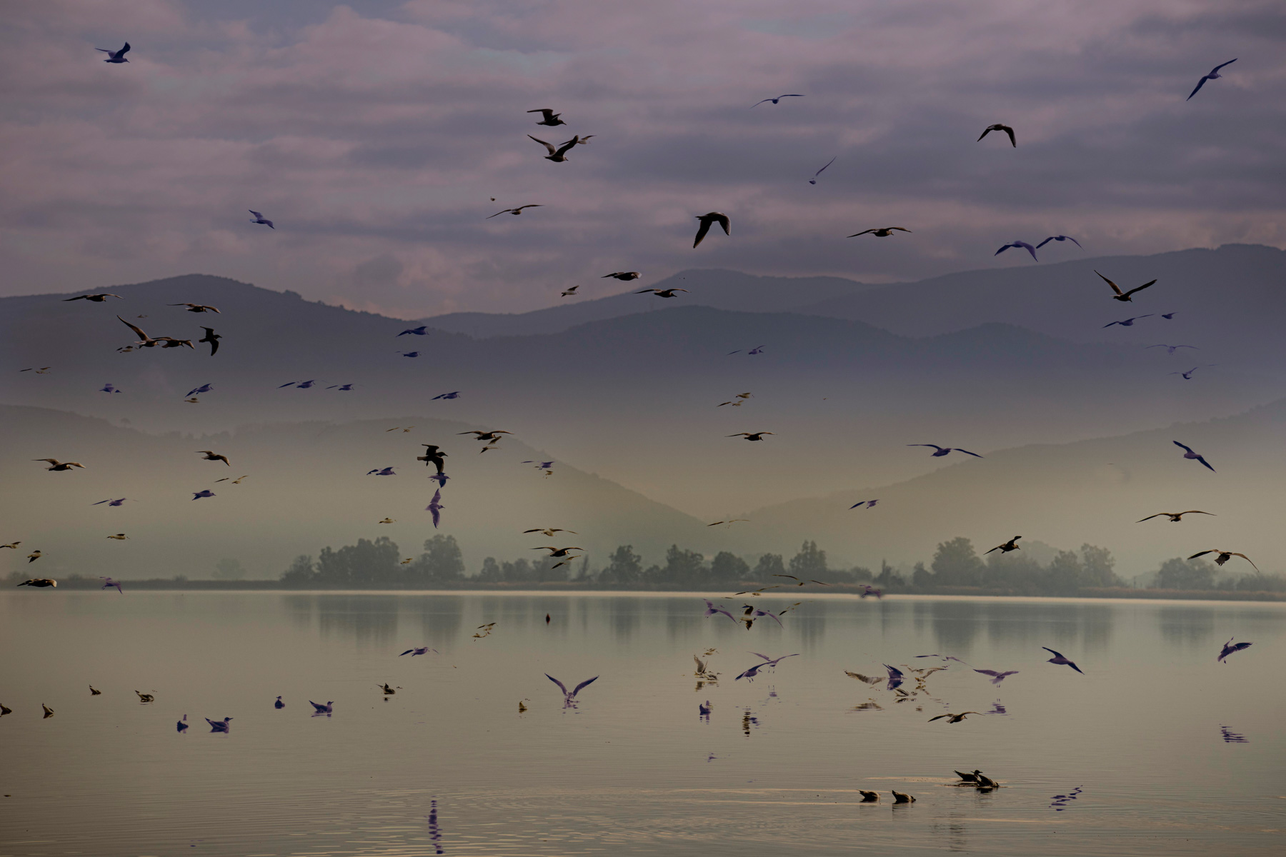 Lago di Massaciuccoli (LU)