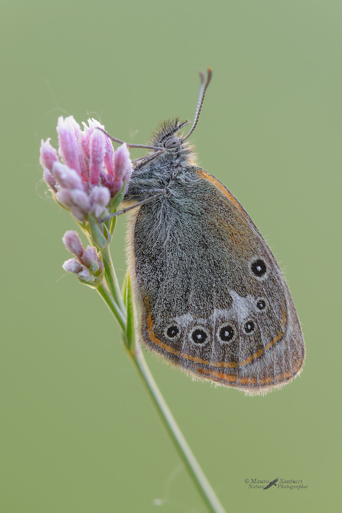Coenonympha-glycerion_DSC1151