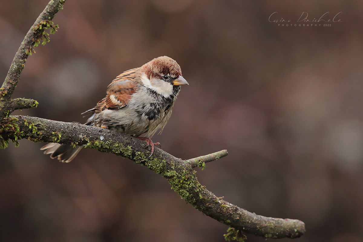 Passera d'italia...invalida!!!!