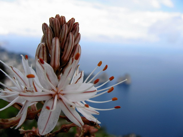 Fiore con faraglioni