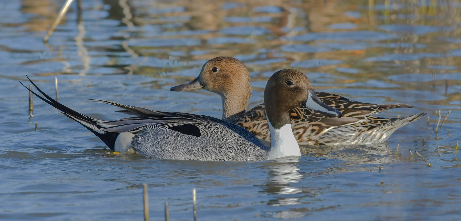 La famiglia dei codoni