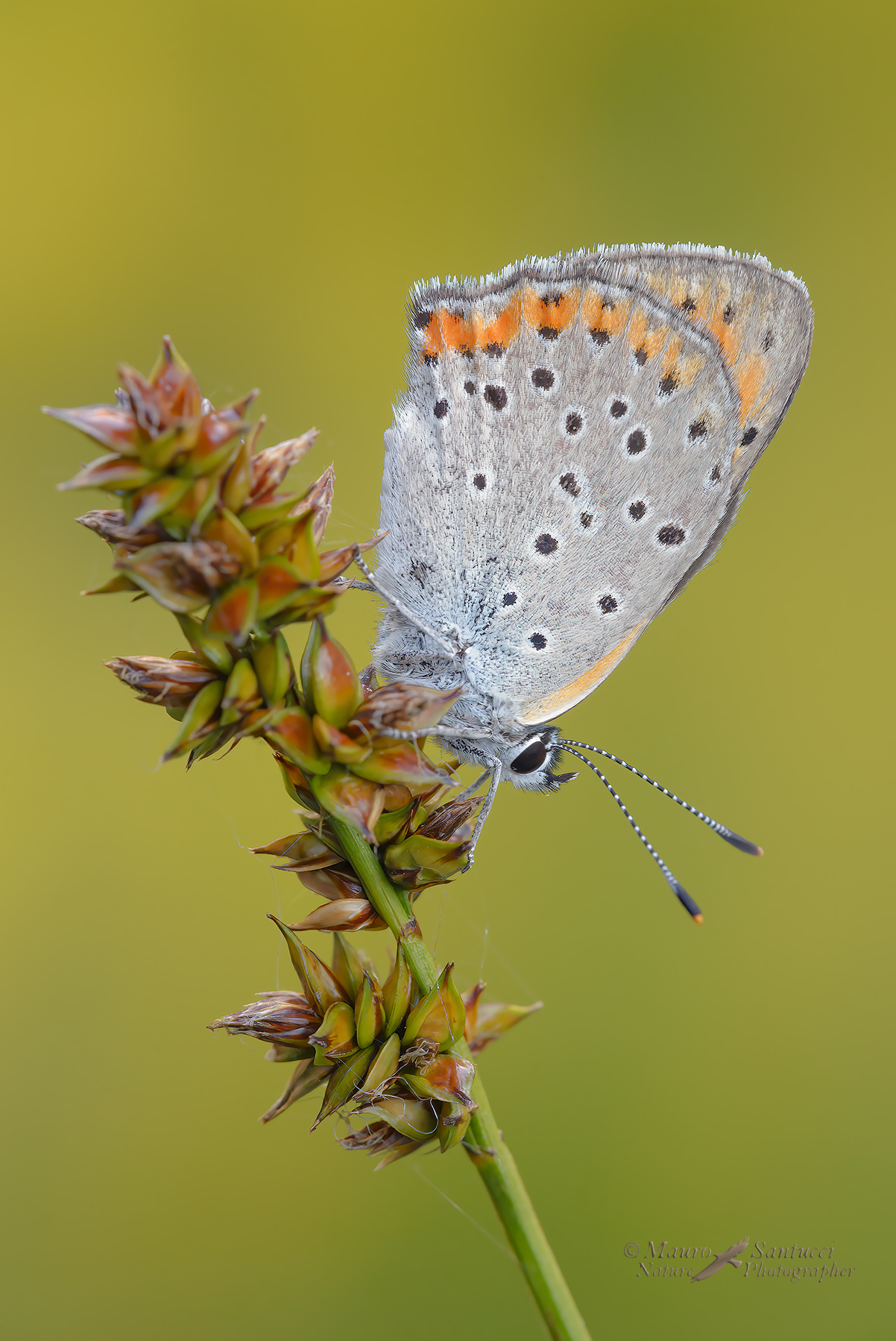Lycaena-alcyphron_DSC1084