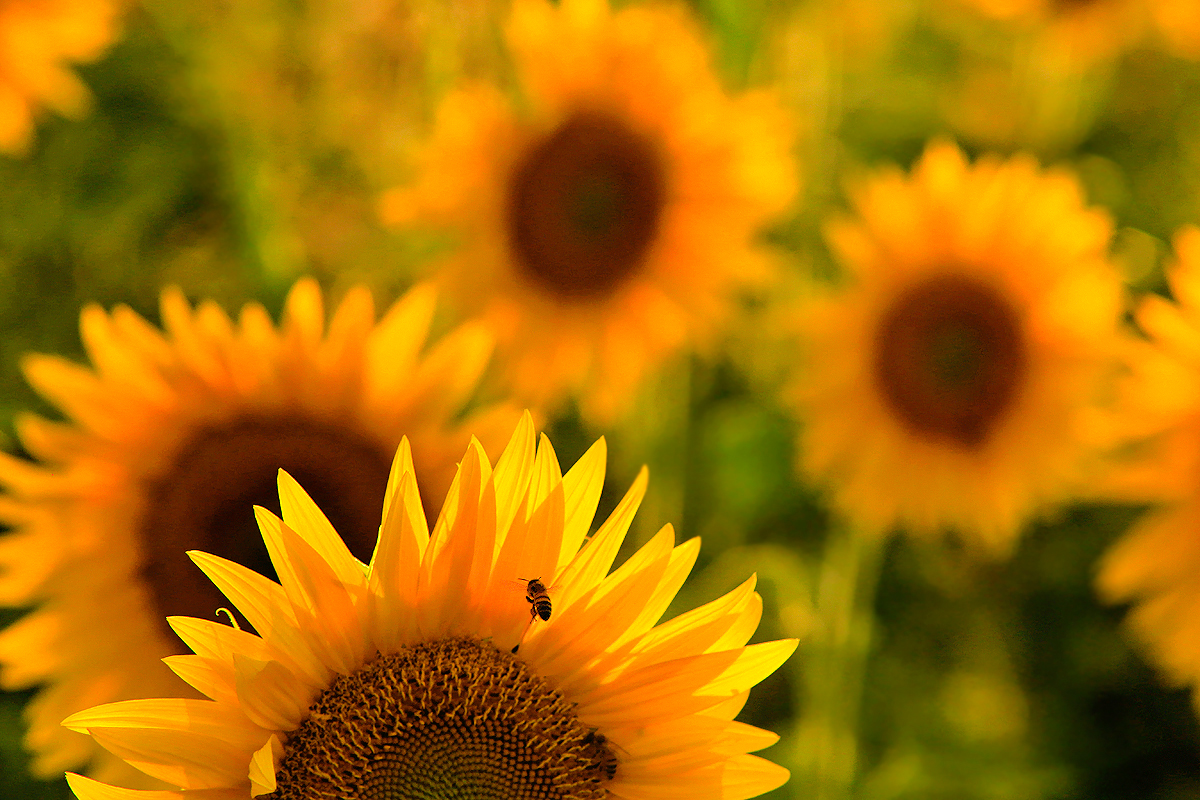 Girasoli al tramonto