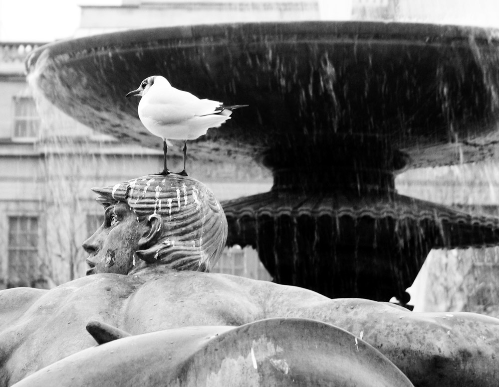 Gabbiano impertinente!