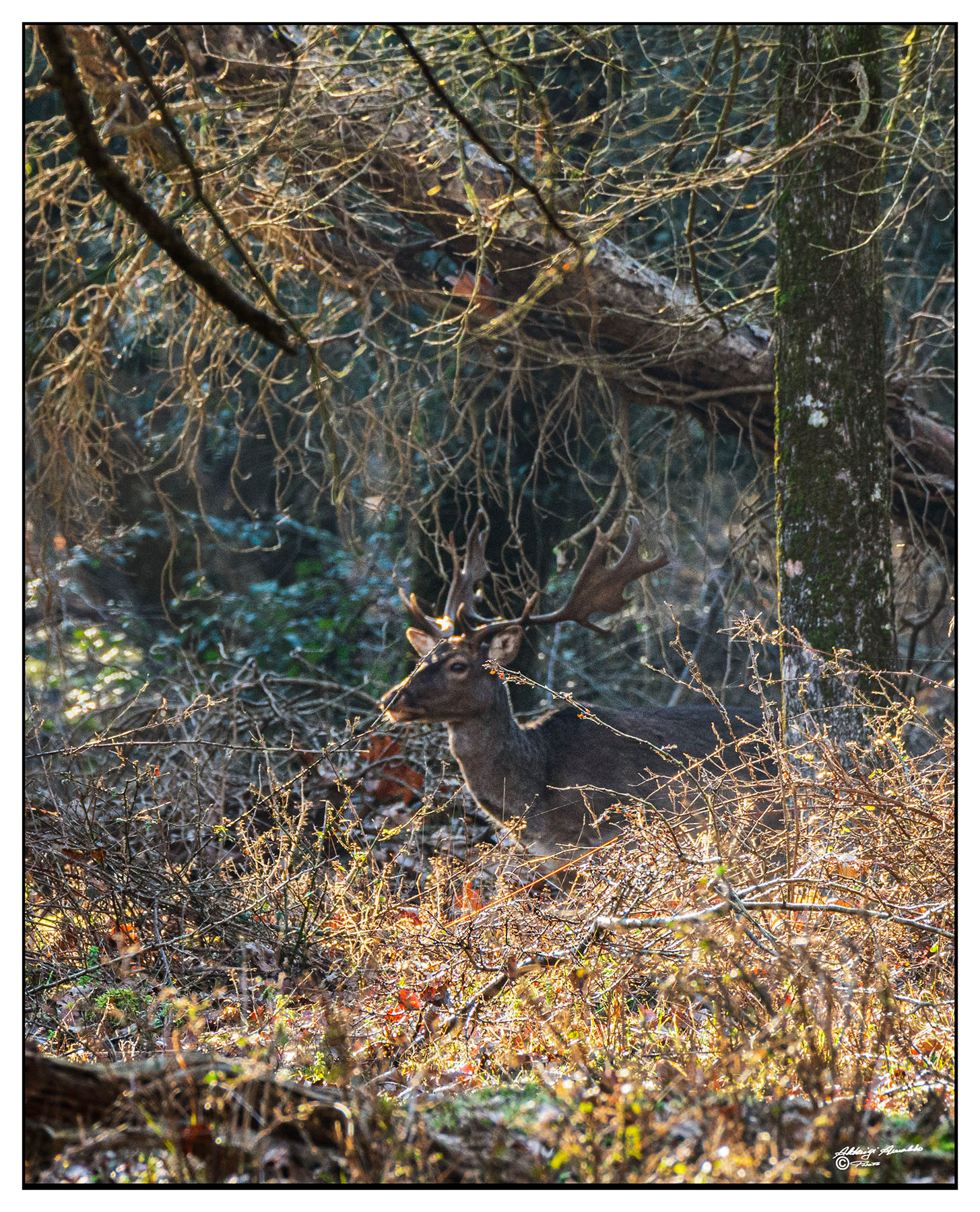 Un p� diffidente..