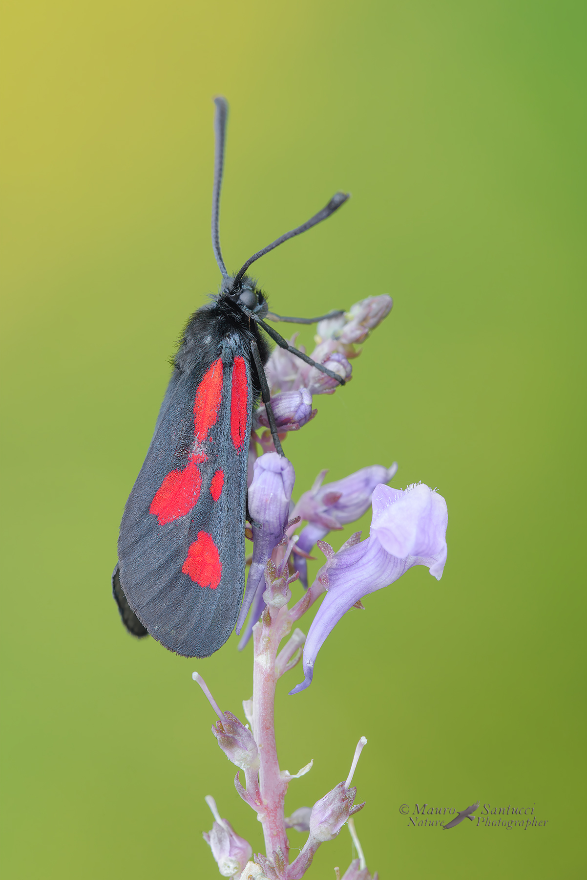 Zygaena_lonicerae_DSC0370
