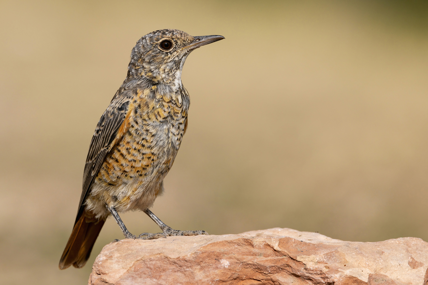 Codirossone (Monticola saxatilis)