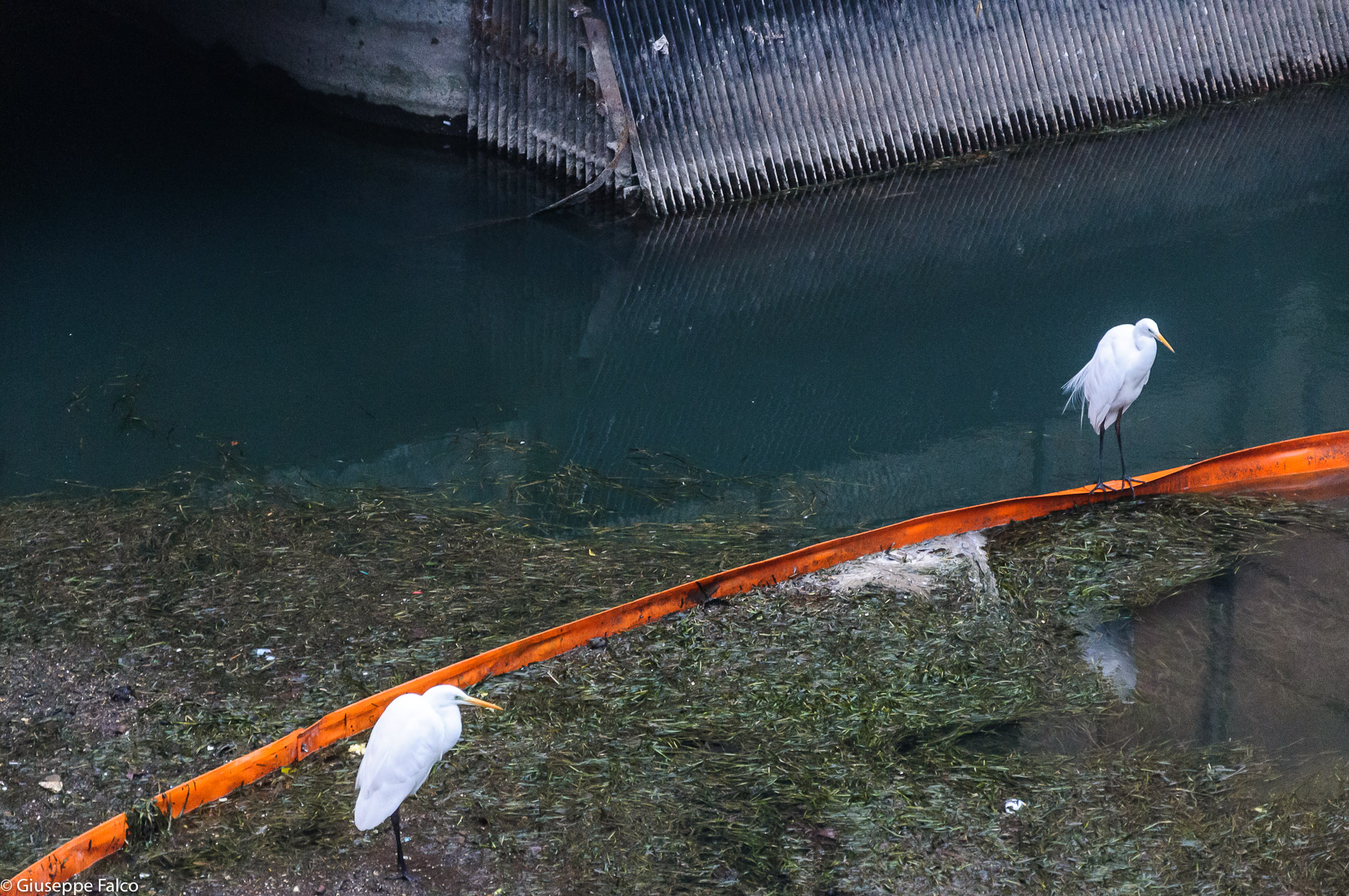 Ok... la Prossima Volta Prenotiamo...