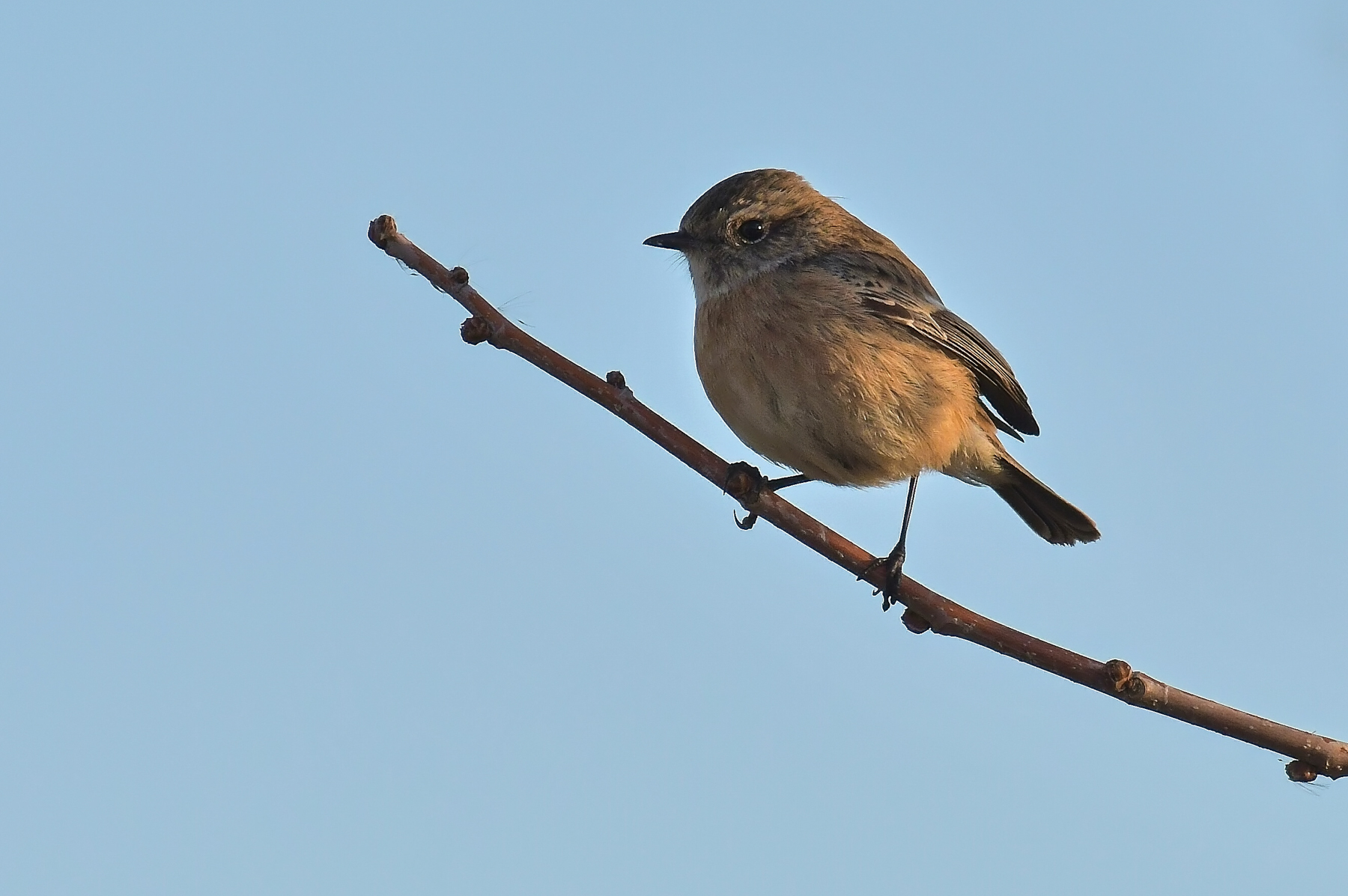 Saltimpalo al primo sole