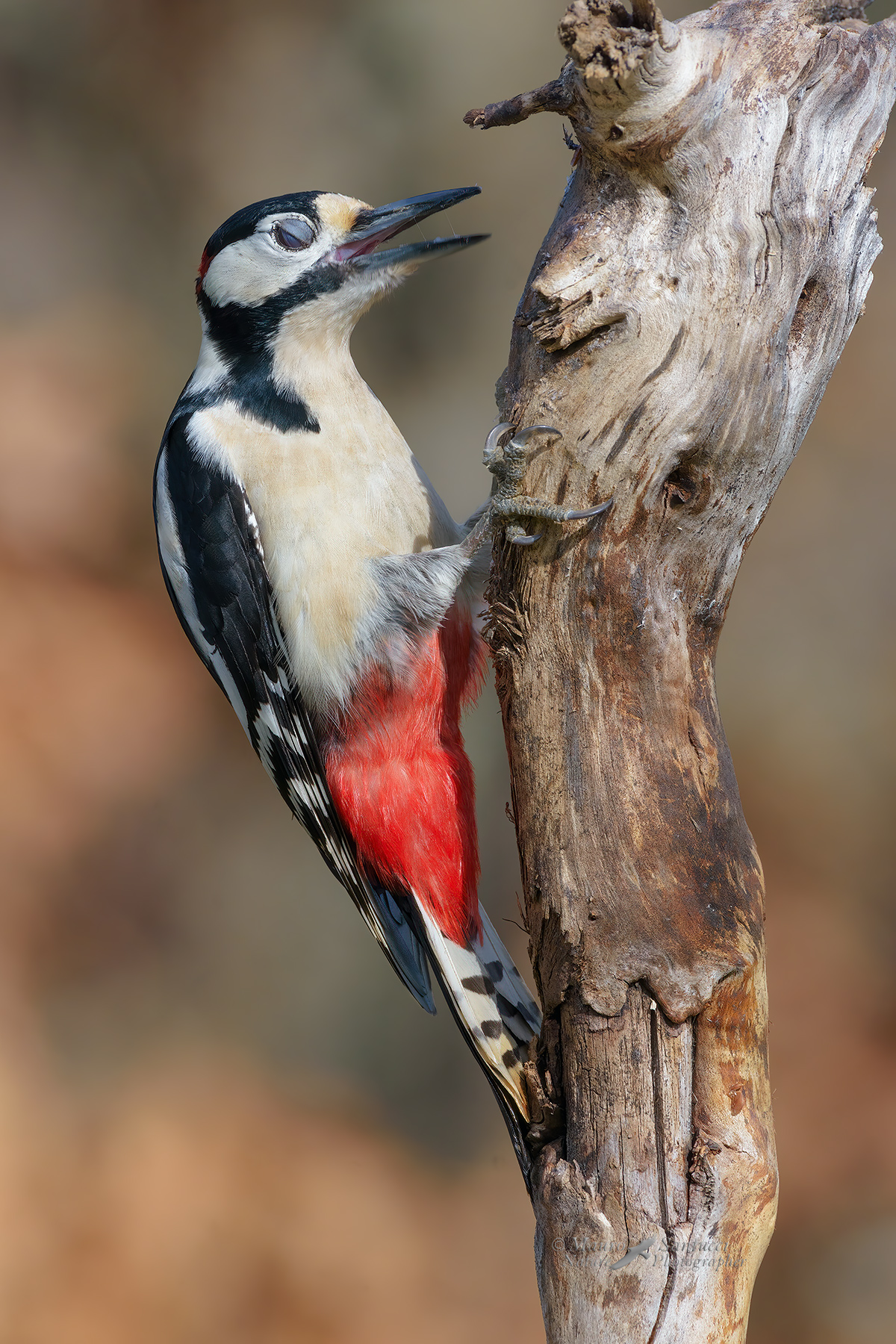 Picchio-rosso-maggiore_DSC2135