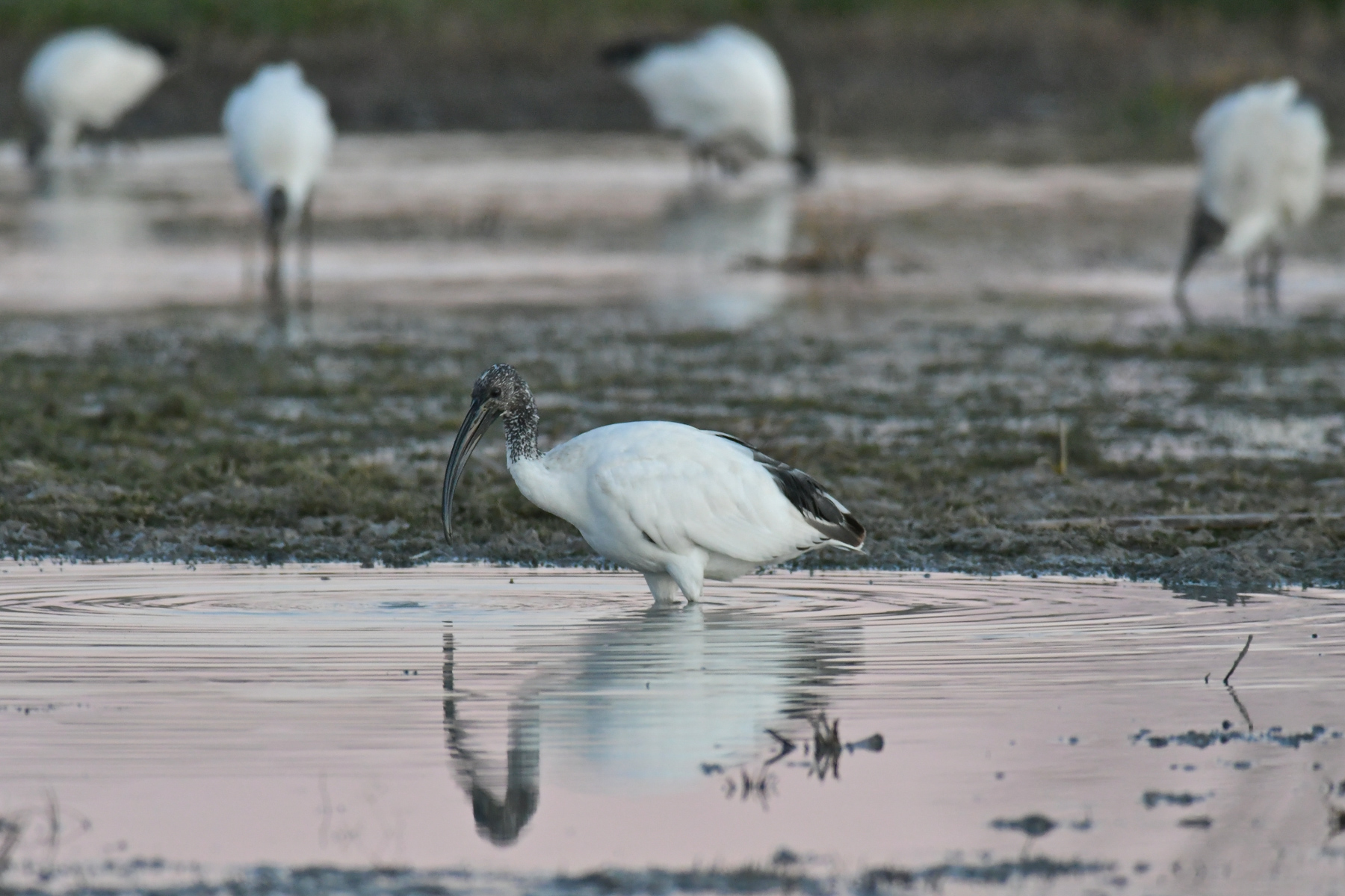 Ibis all'ultima luce