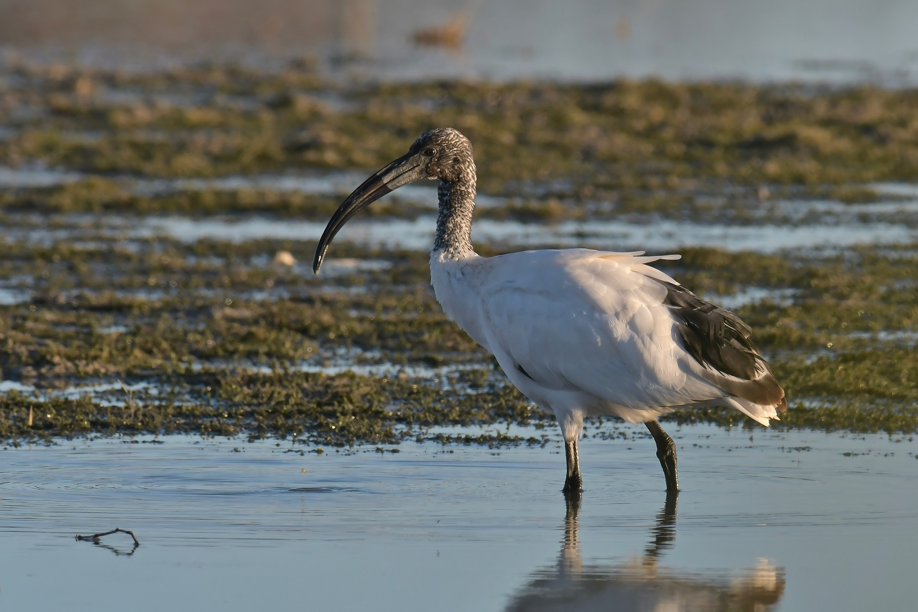 Ibis