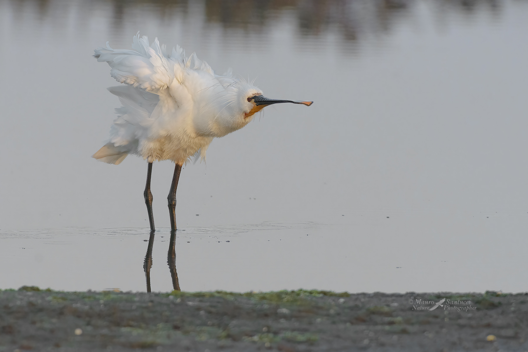 Spatola_scrollatina-all'alba_DSC1608
