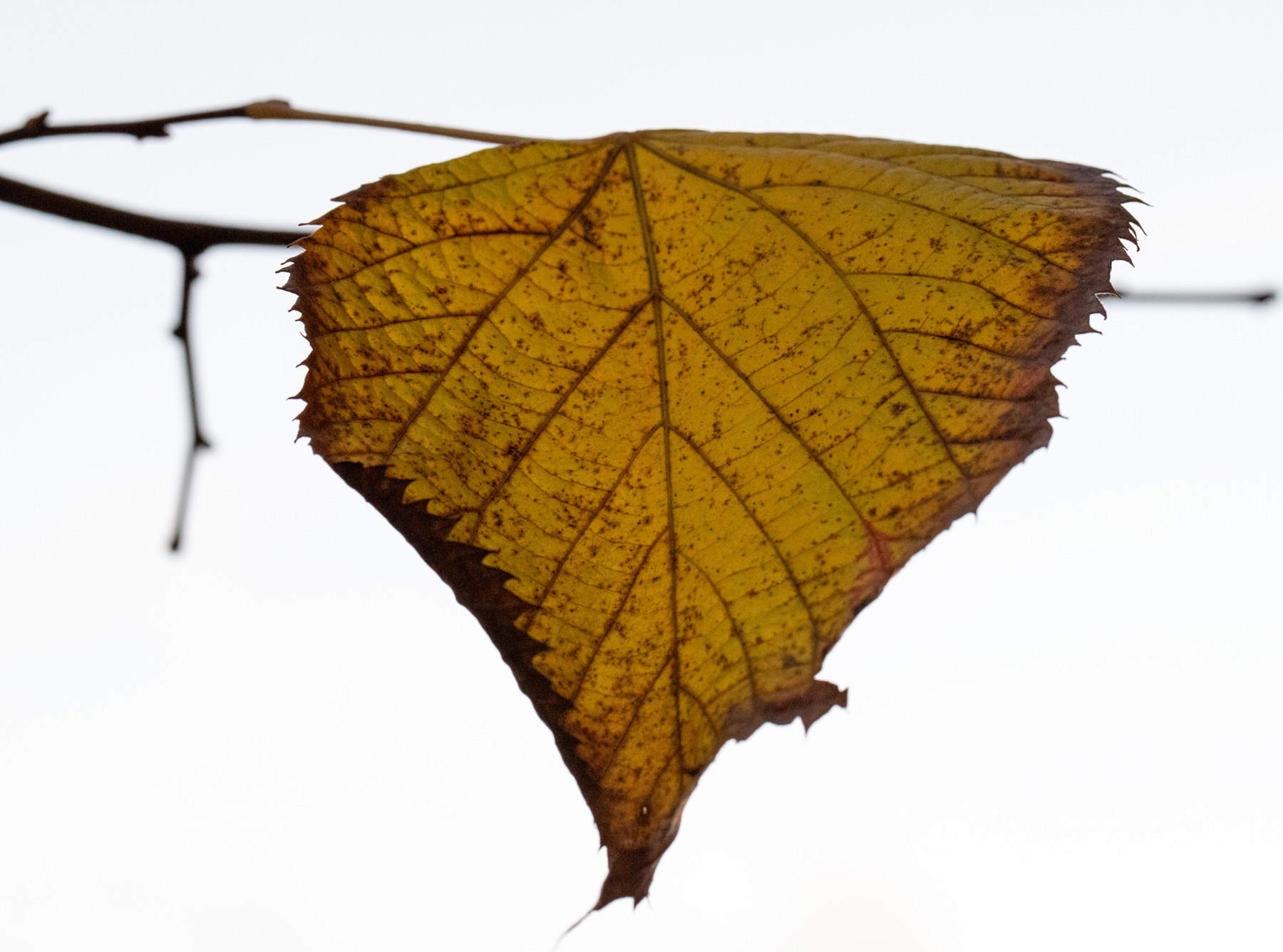 sospensione d'autunno