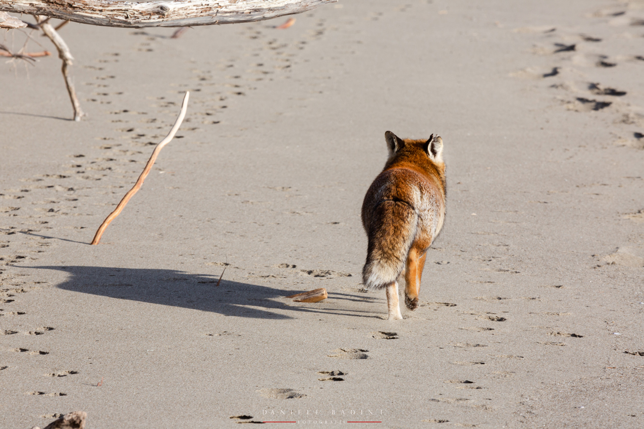 sola soletta se ne va