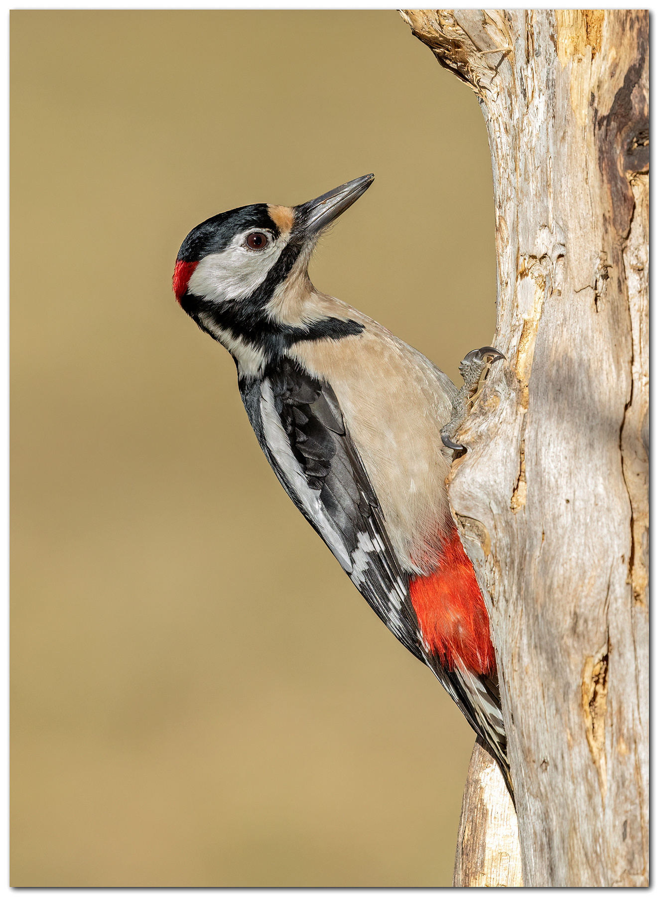 Il signor Picchio rosso maggiore maschio.