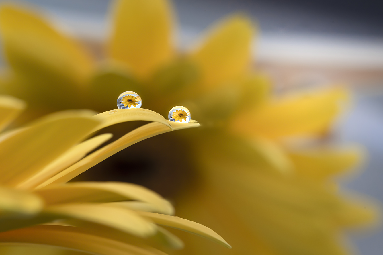 Drops and flowers 2
