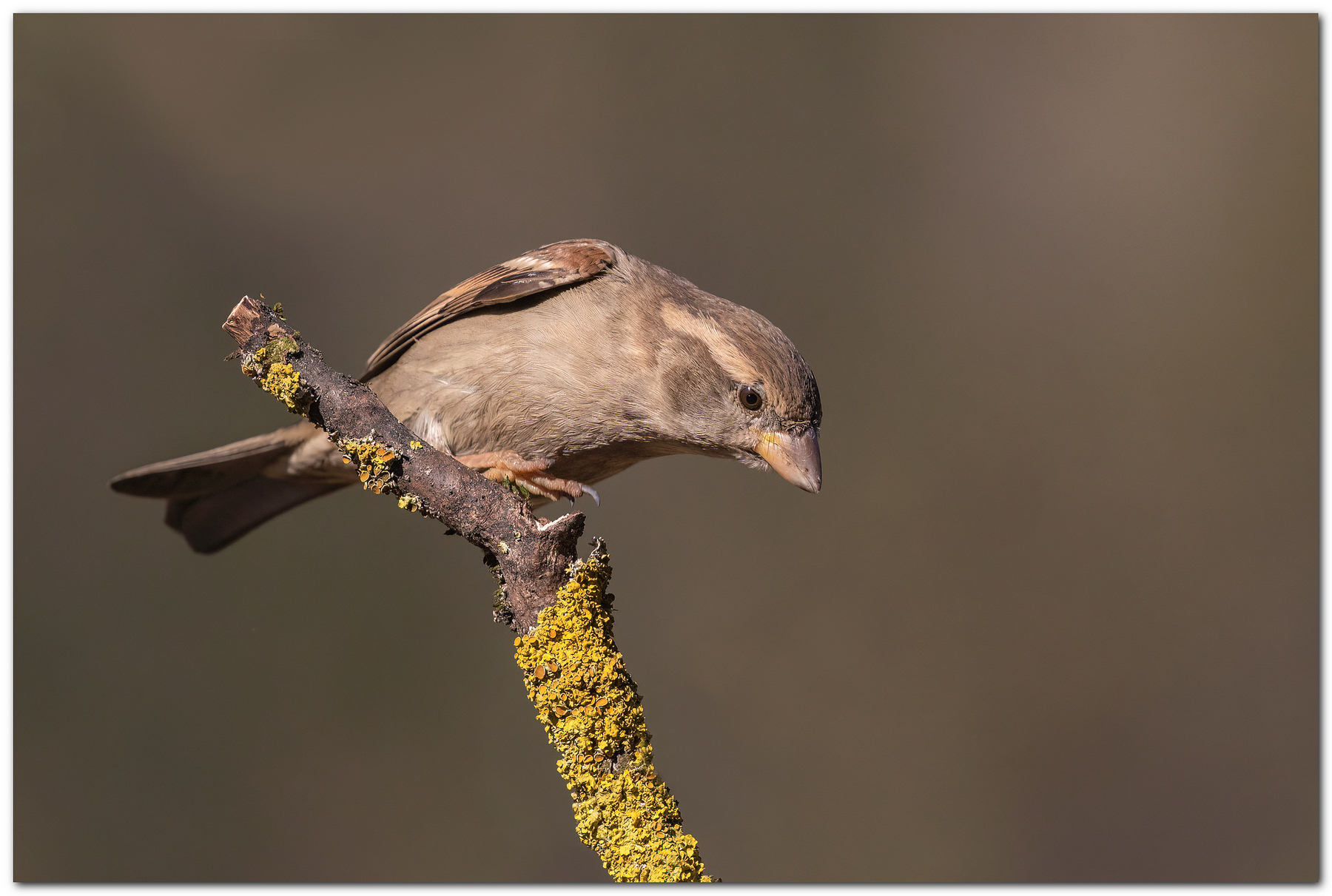 Passero italico femmina