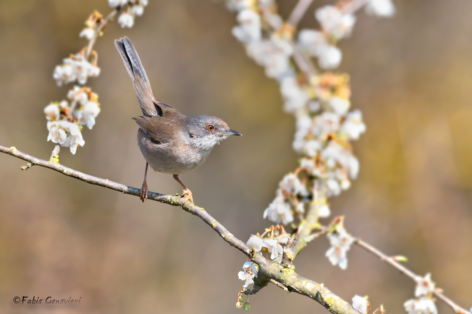 Occhiocotto (femmina)