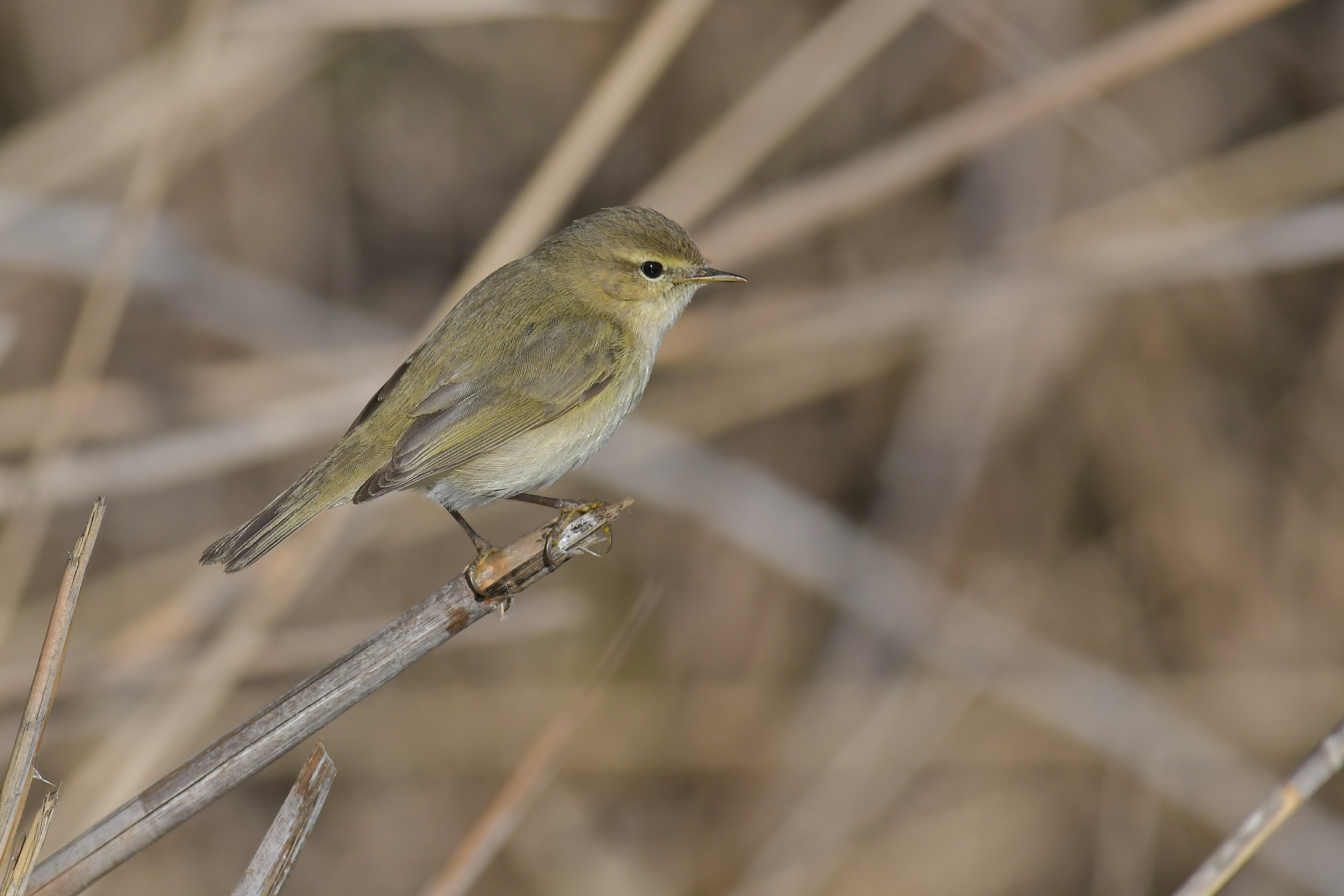 Lui in piena luce...ed io insisto...