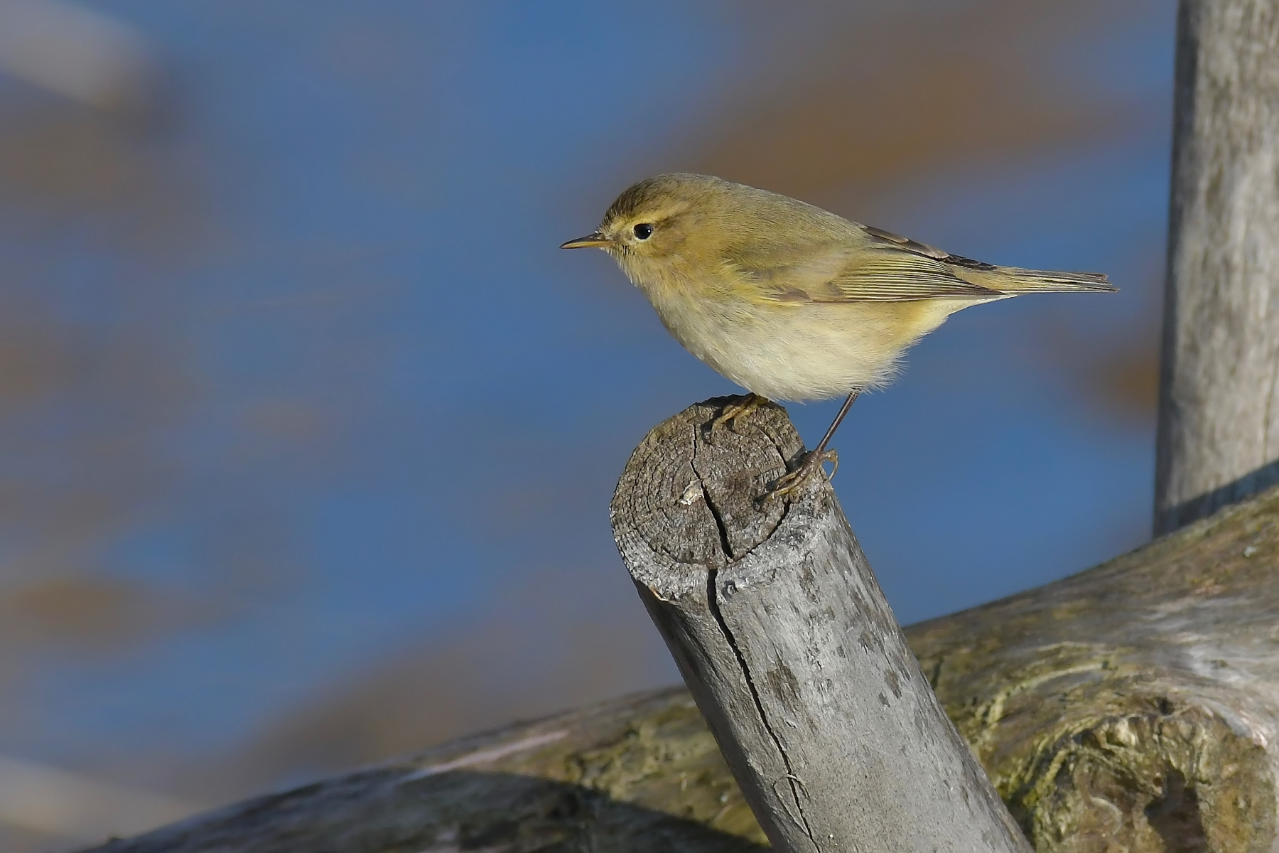 Ancora lui (lu�...)