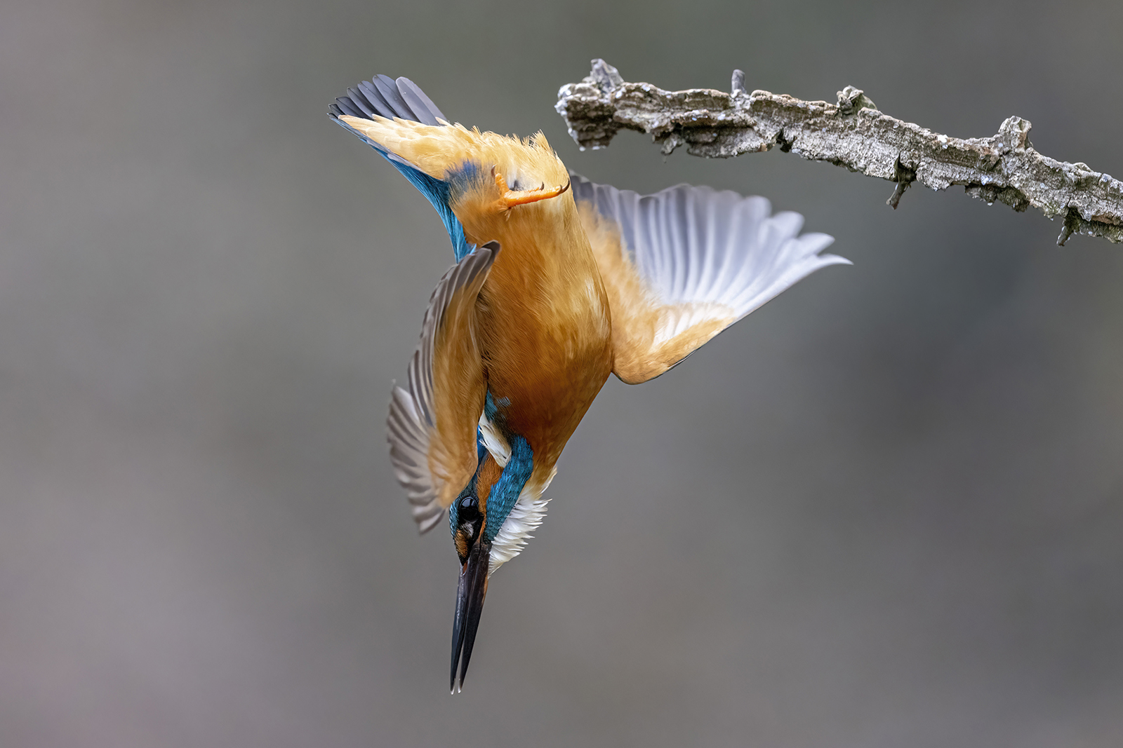 il tuffo del martino