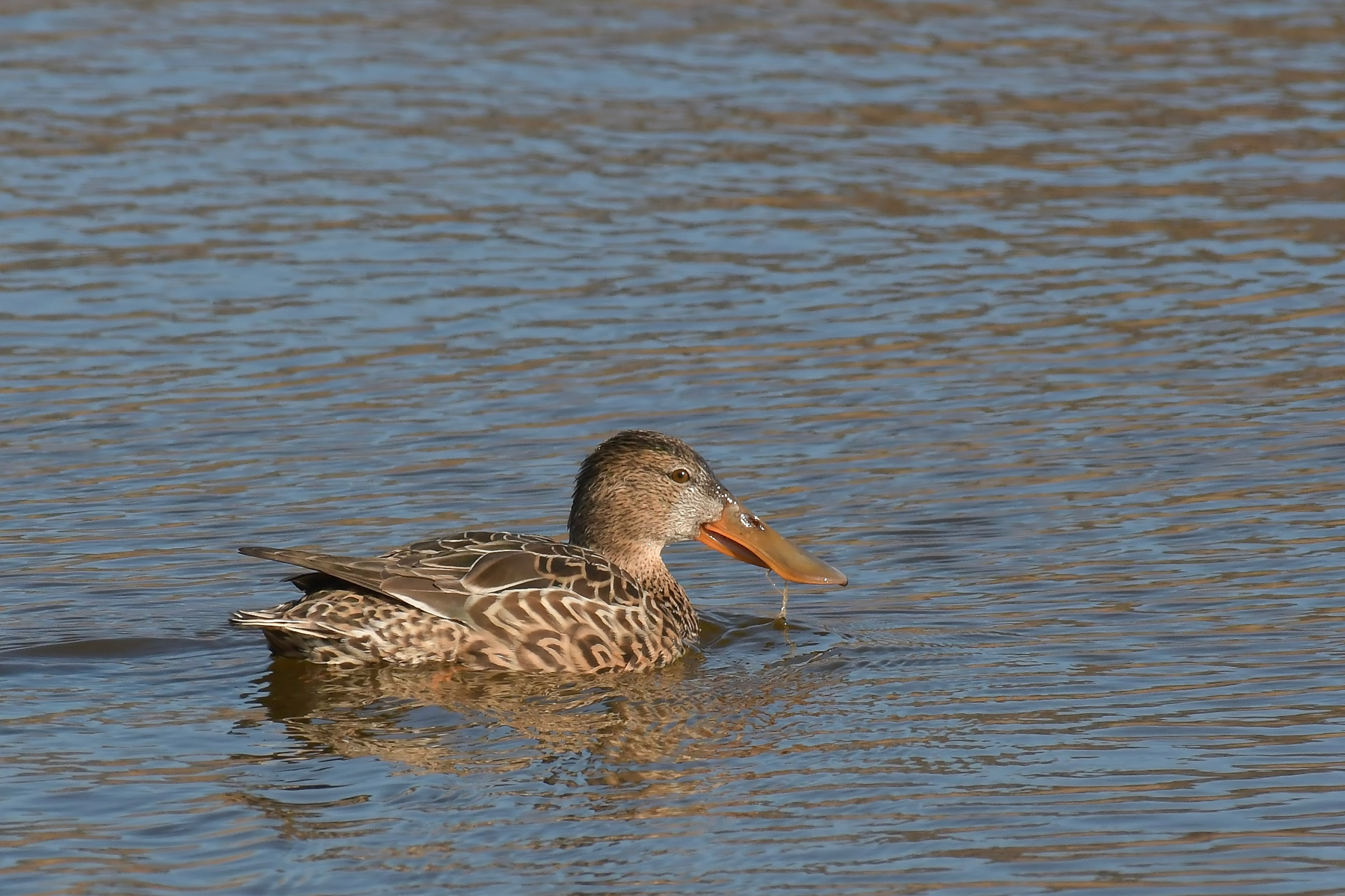 Femmina di mestolone