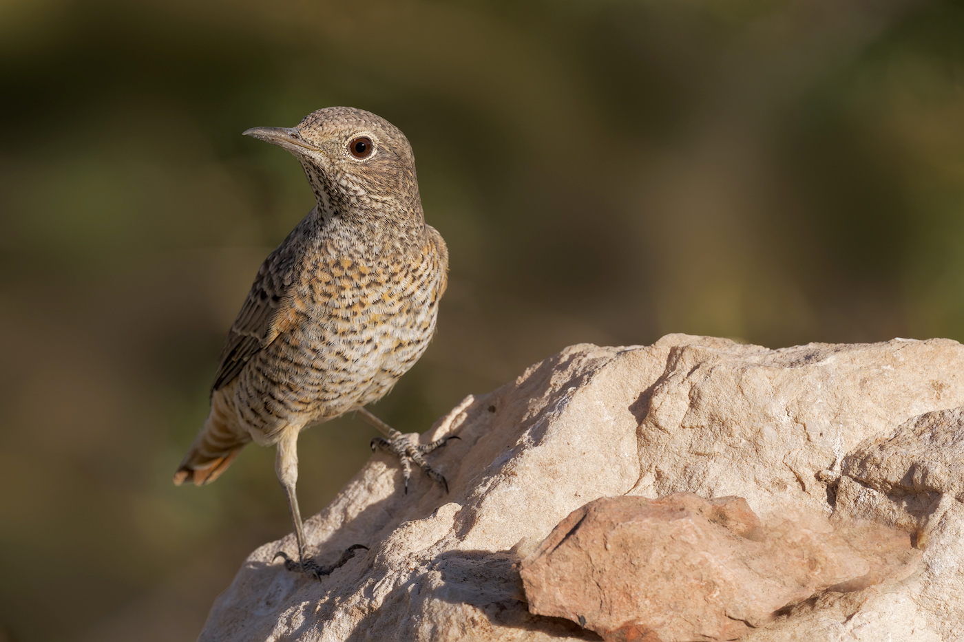 Codirossone (Monticola saxatilis)