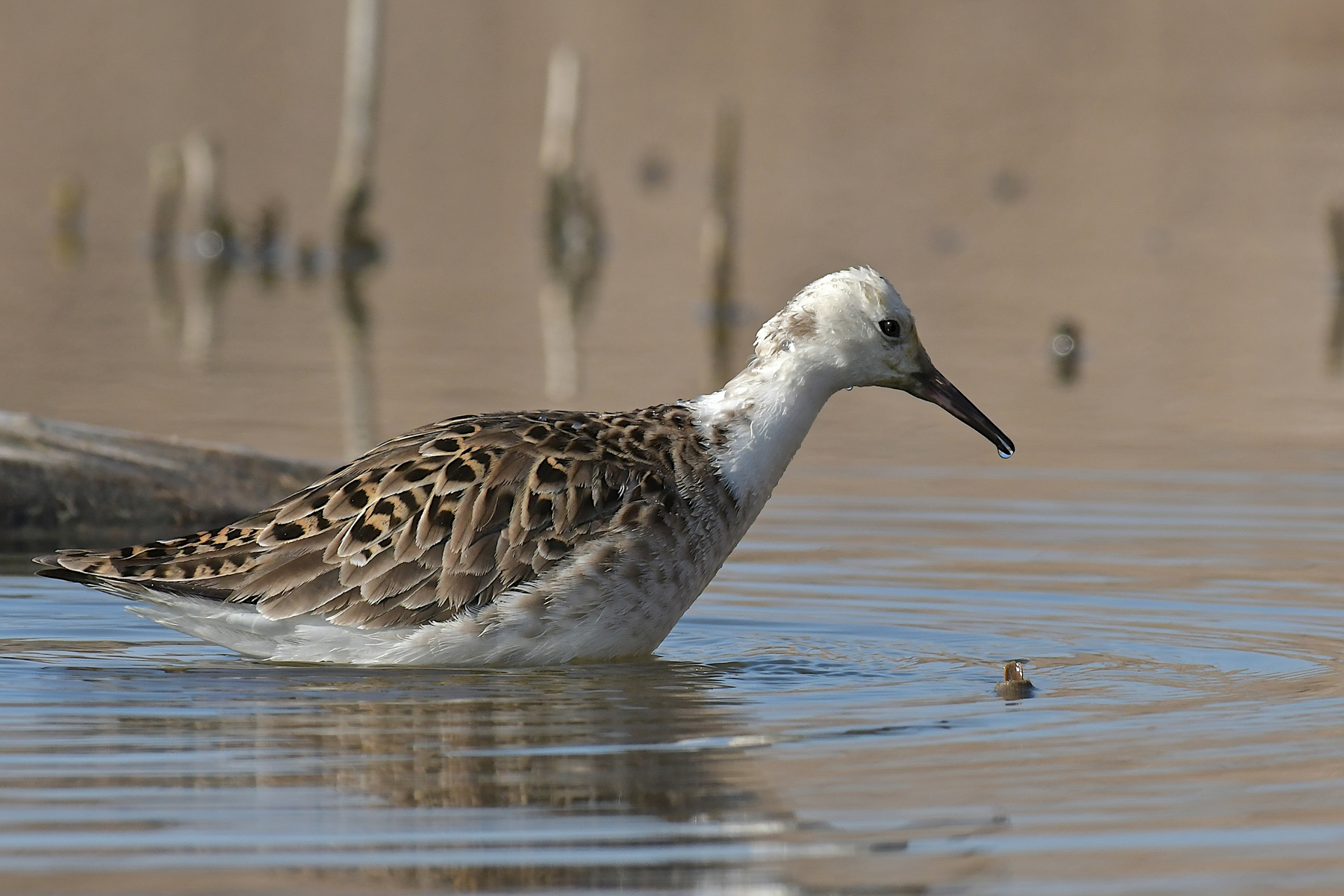Combattente satellite