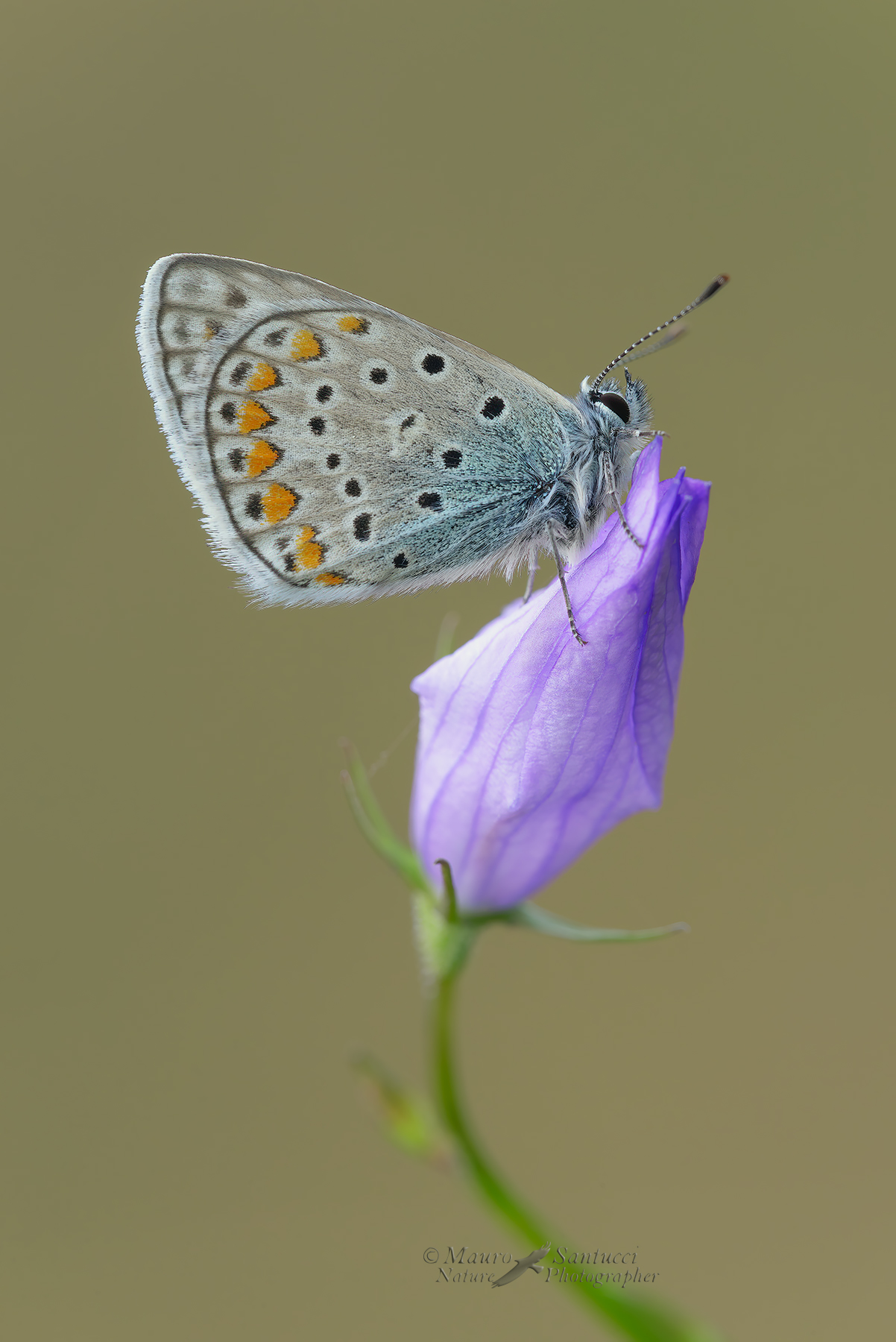 Polyommatus-icarus_DSC0554