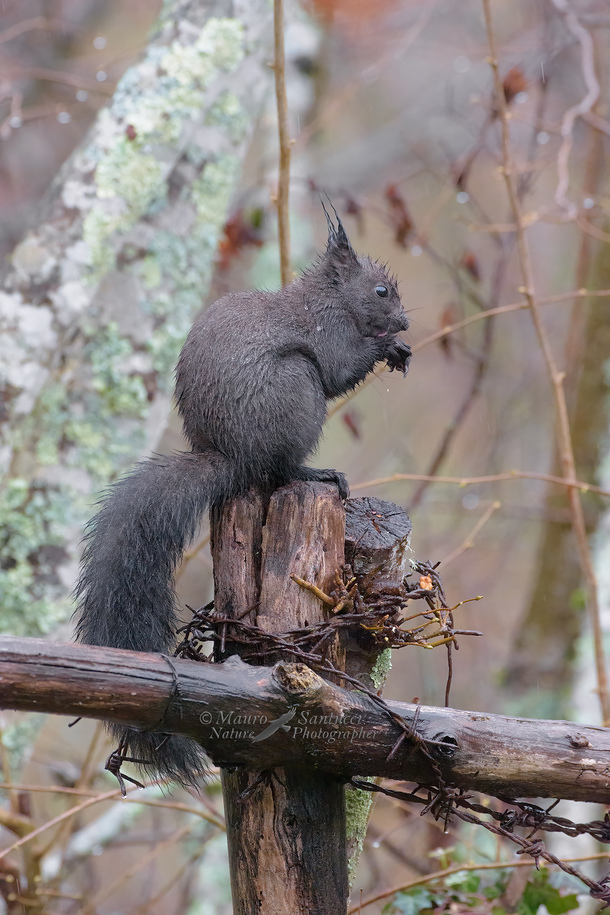 Scoiattolo-sotto-la-pioggia_DSC2532