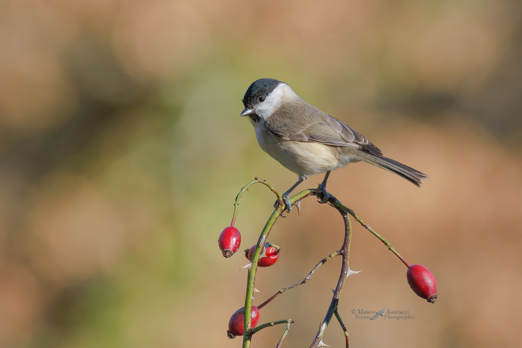 Cincia-bigia_DSC9249