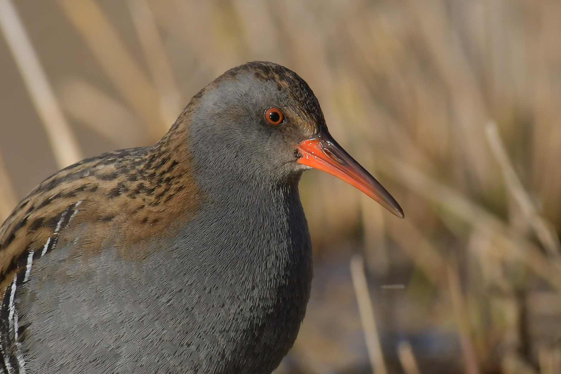 Porciglione in piano americano