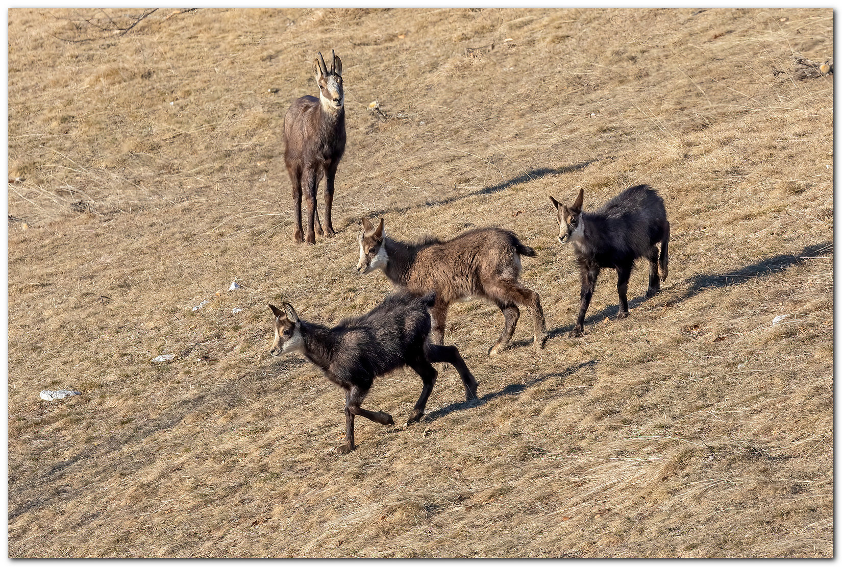 Sotto lo sguardo della zia. Camosci