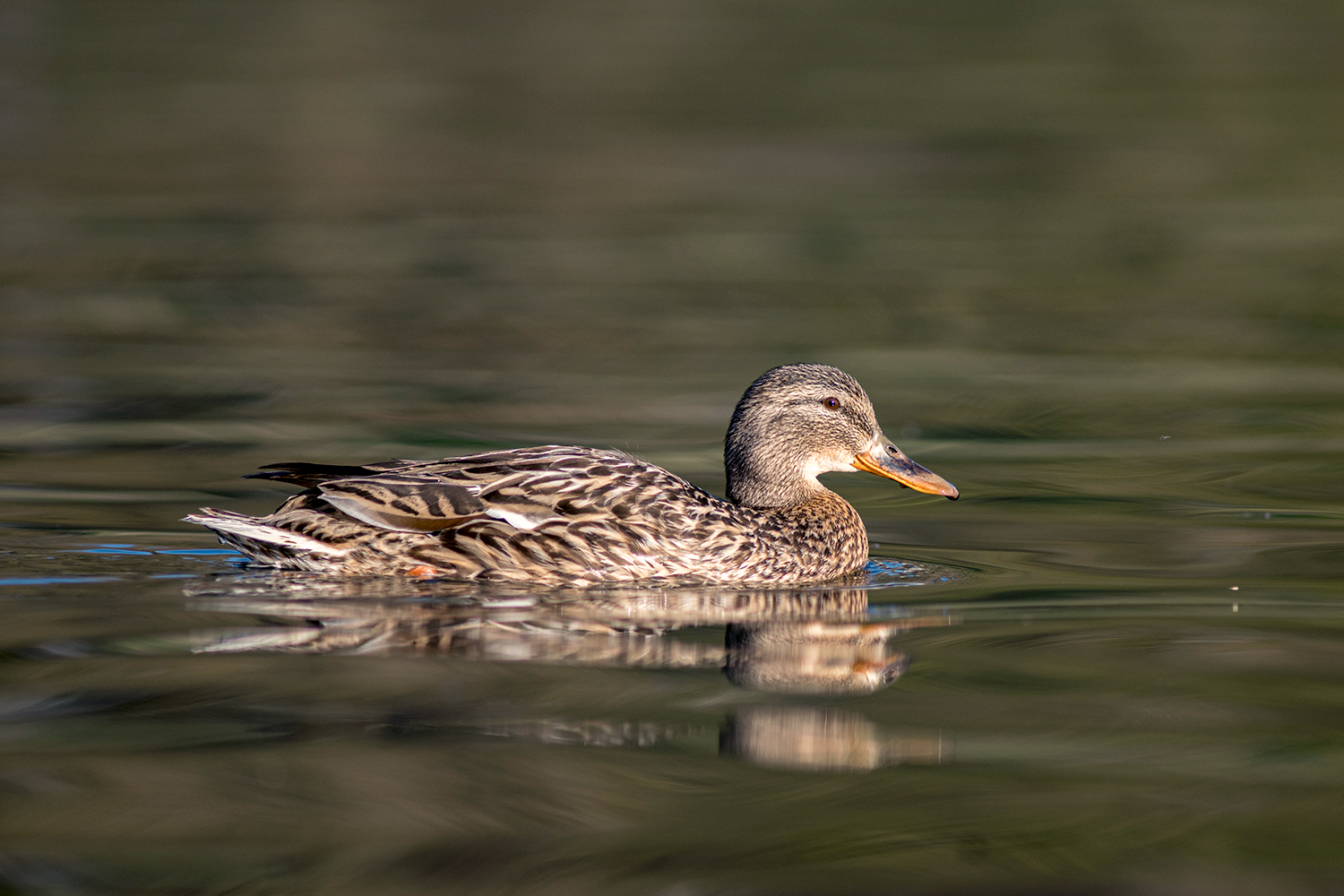 Una semplice paperella