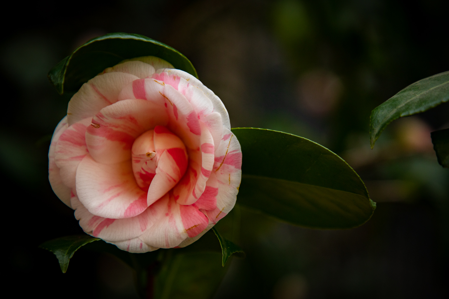 La prima Camelia