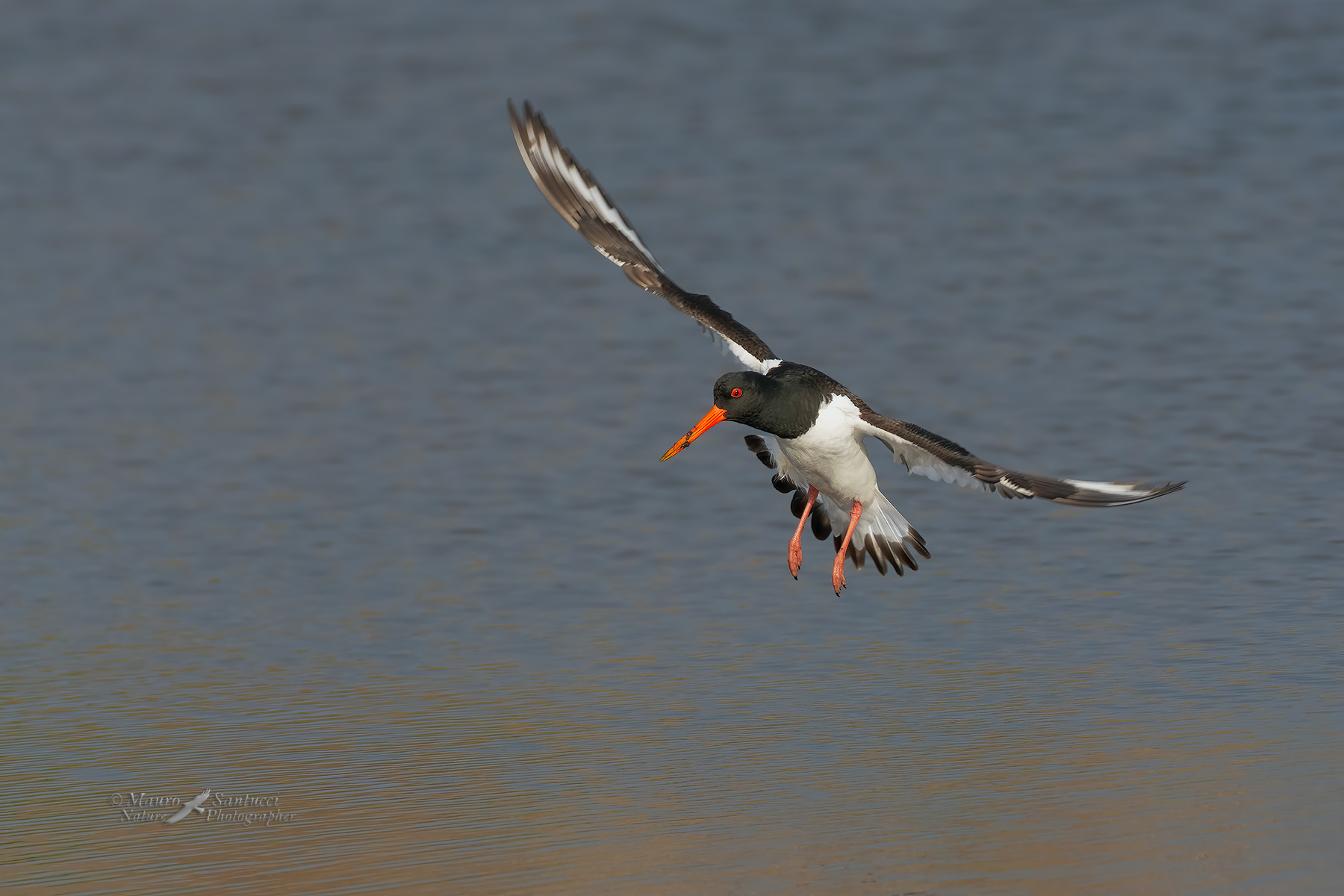 Beccaccia-di-mare_DSC4839