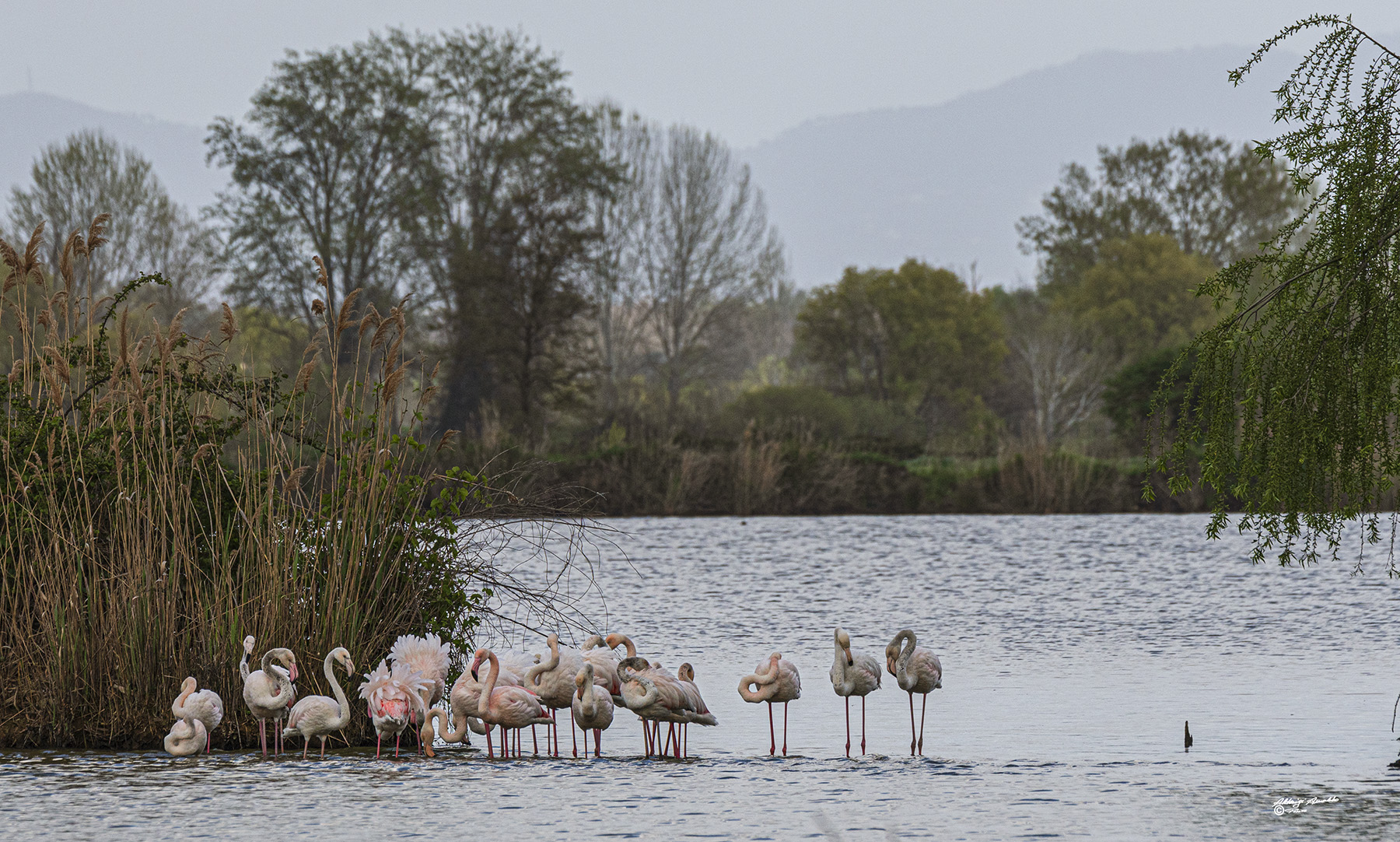 La grande famiglia.. Fenicotteri
