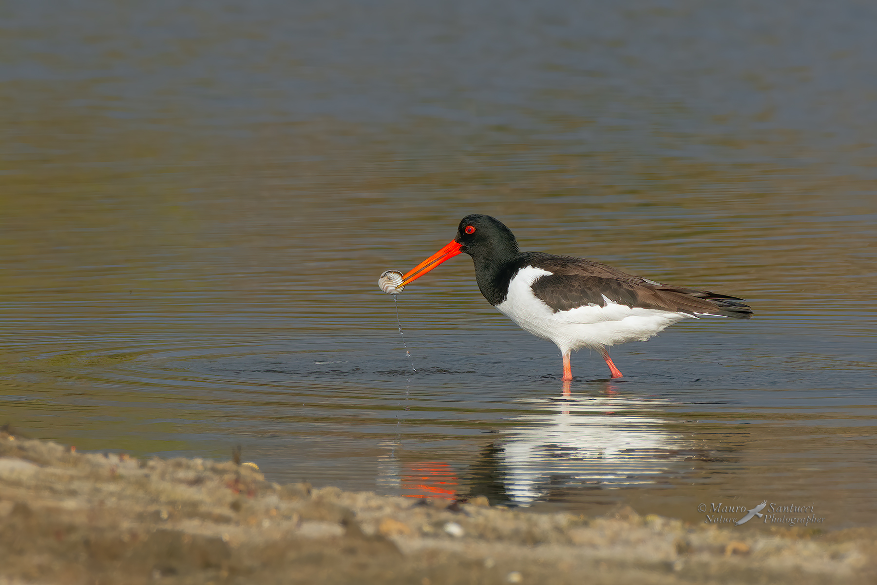 Beccaccia-di-mare_DSC4704