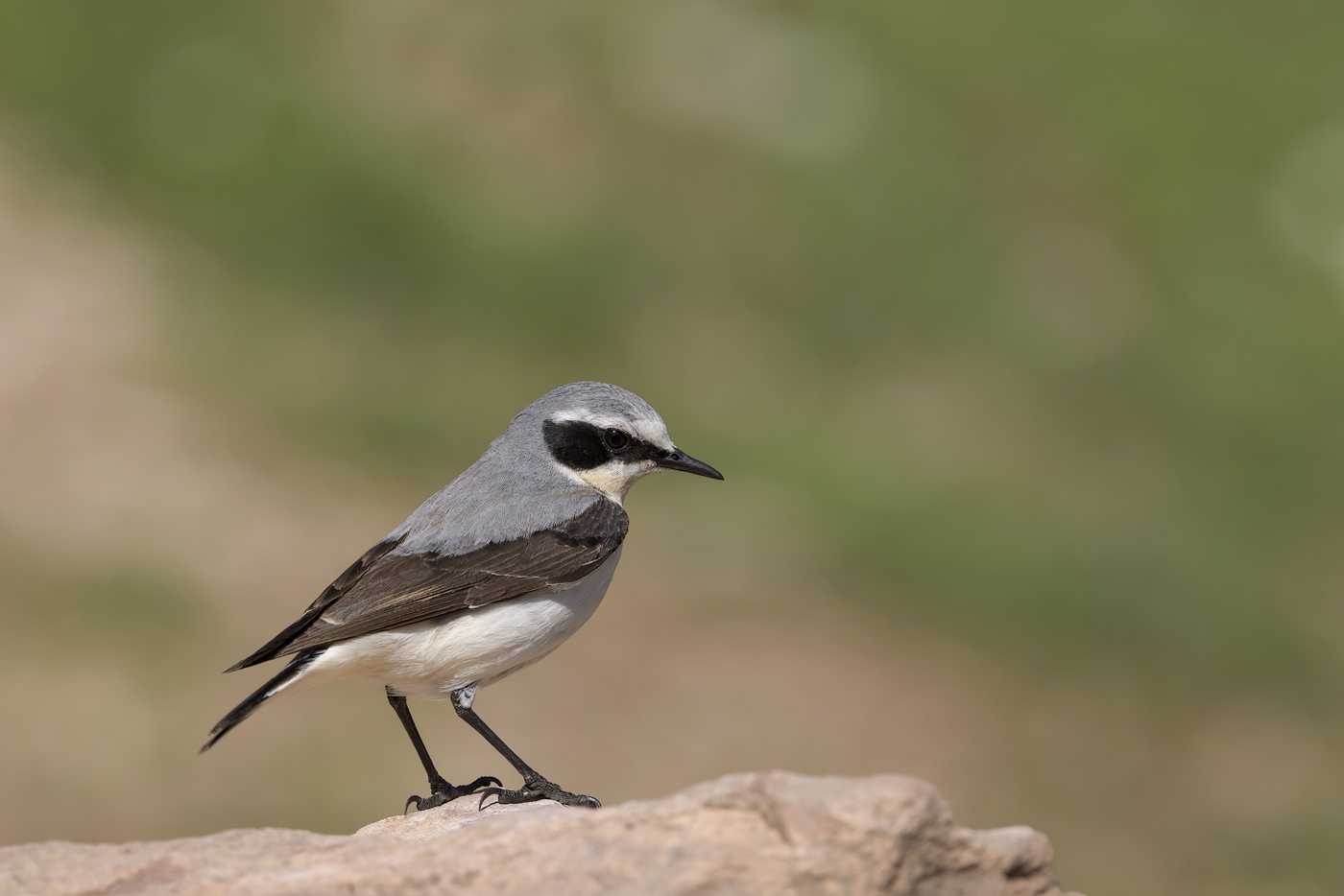 Culbianco (Oenanthe oenanthe)