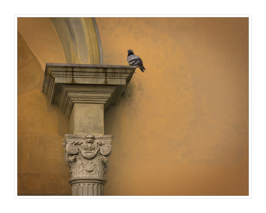 capitello con piccione