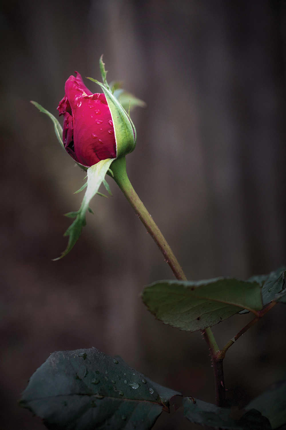 IL mio pensiero per te