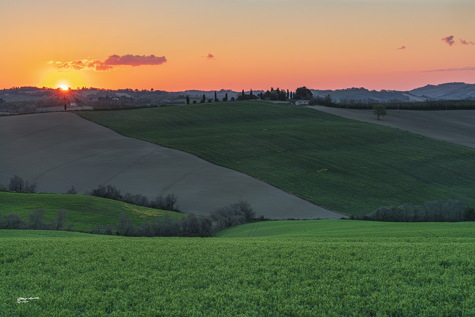 Alba Dorata Marchigiana