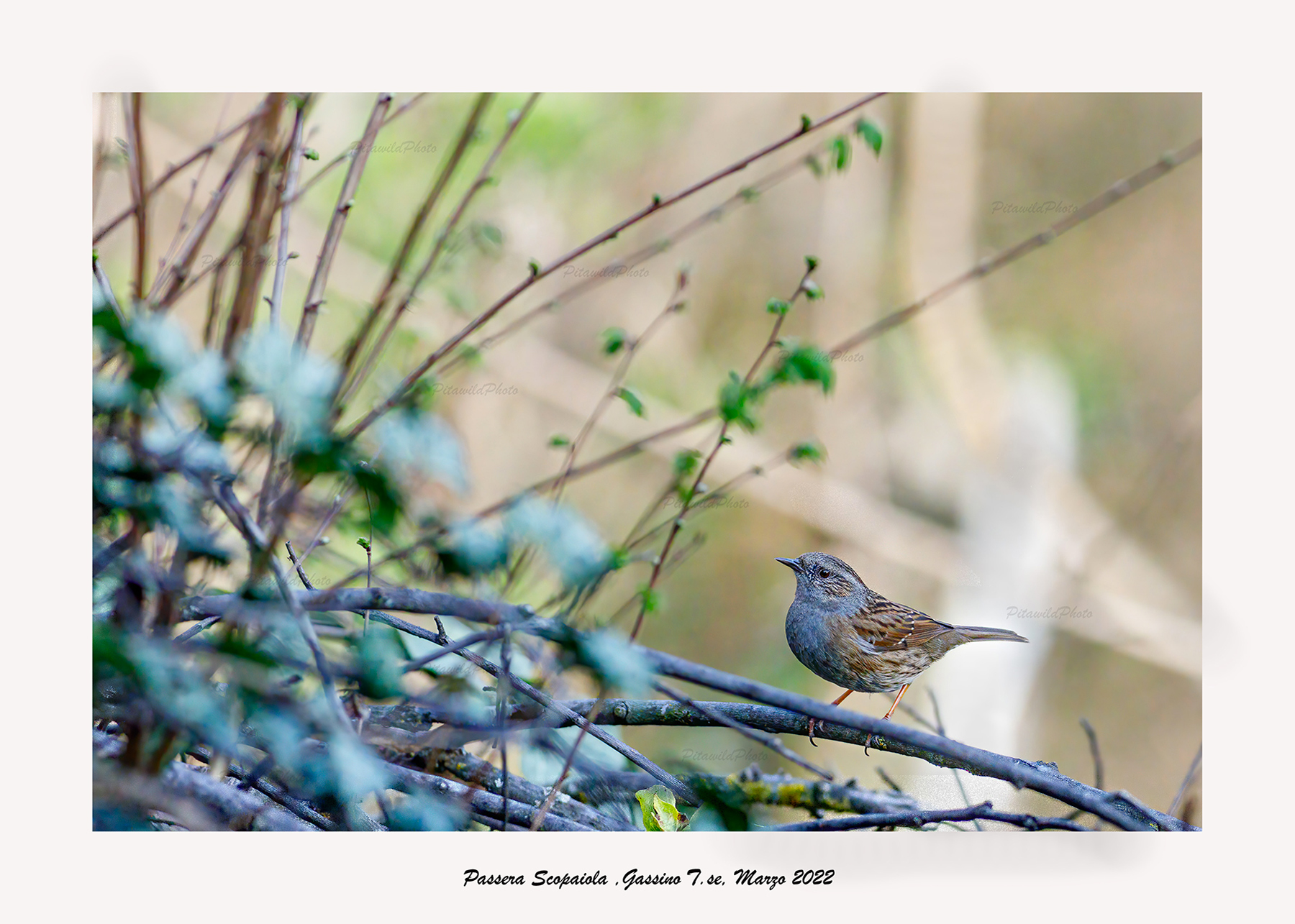 Passera Scopaiola