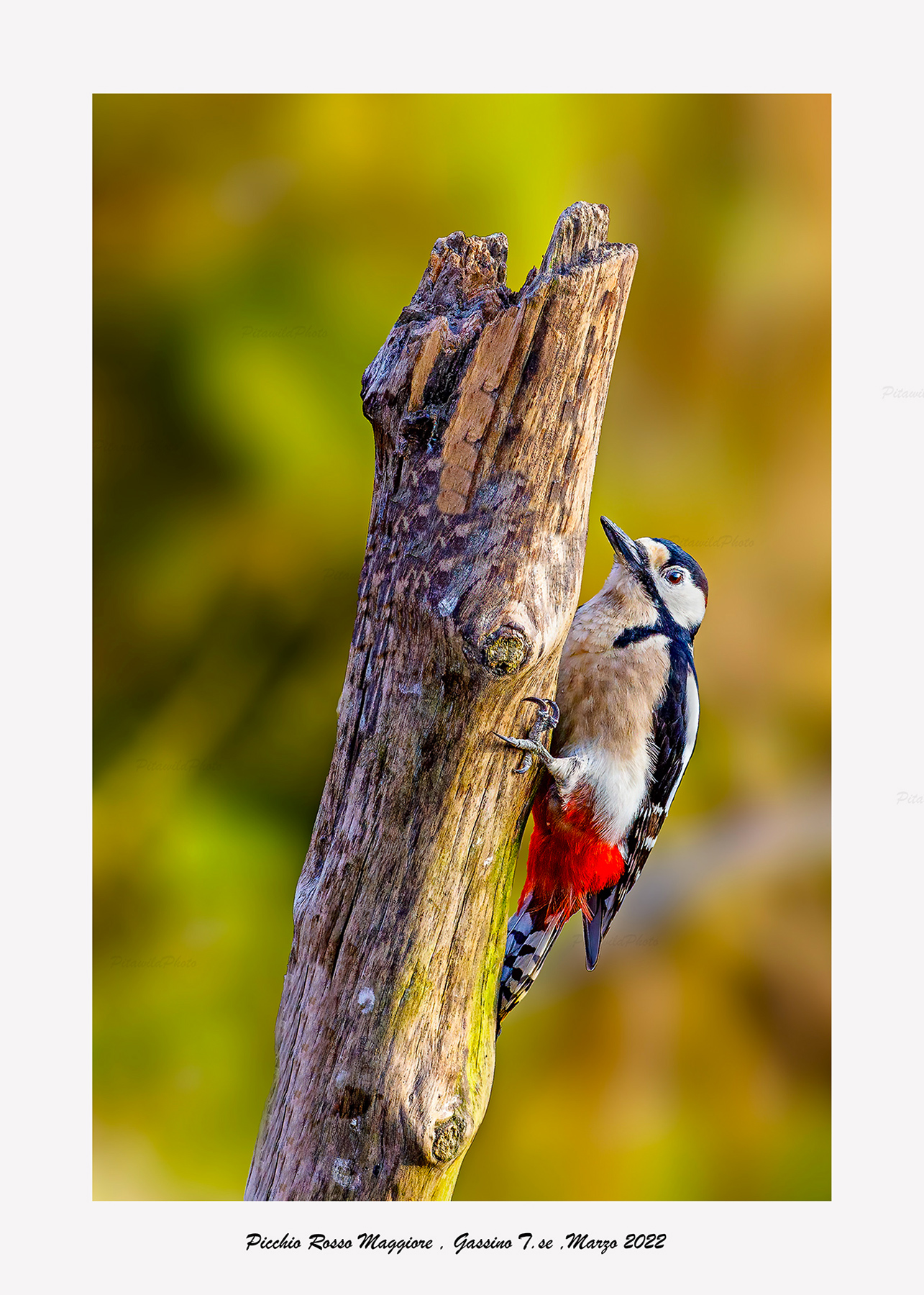 Picchio Rosso maggiore