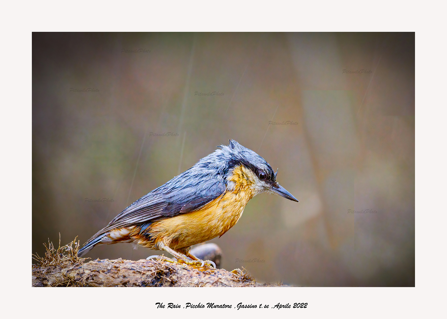 The Rain (Picchio Muratore)