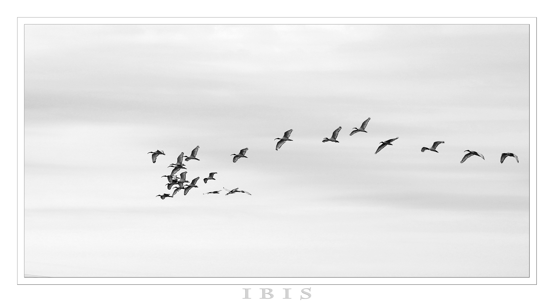 IBIS