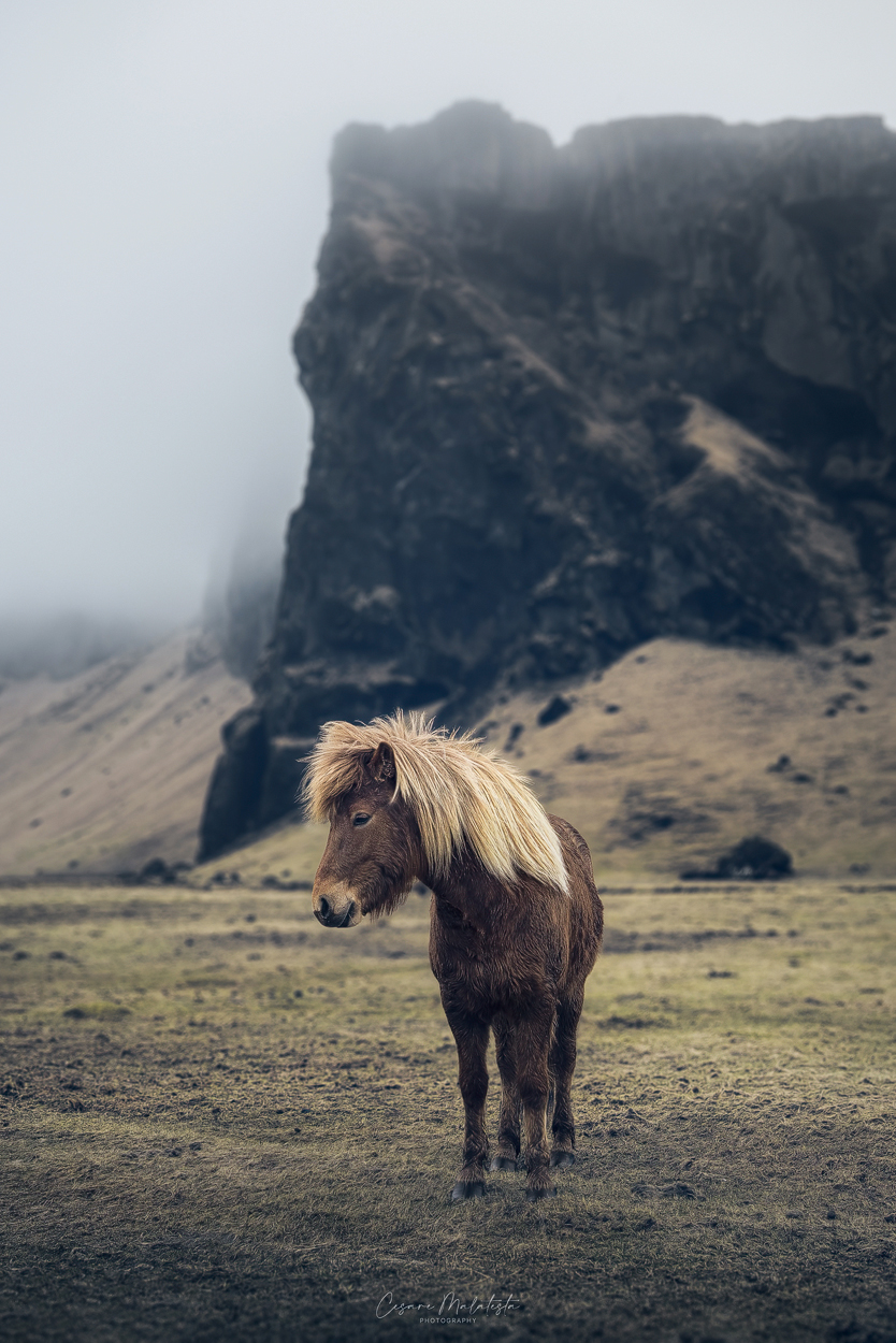 Icelandic horse