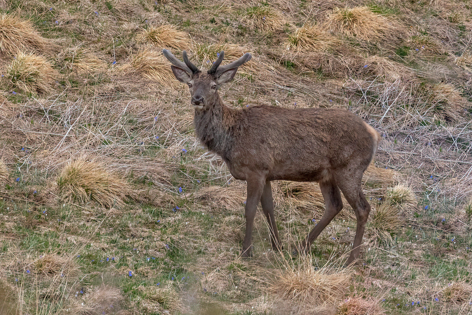 Cervo con ricrescita